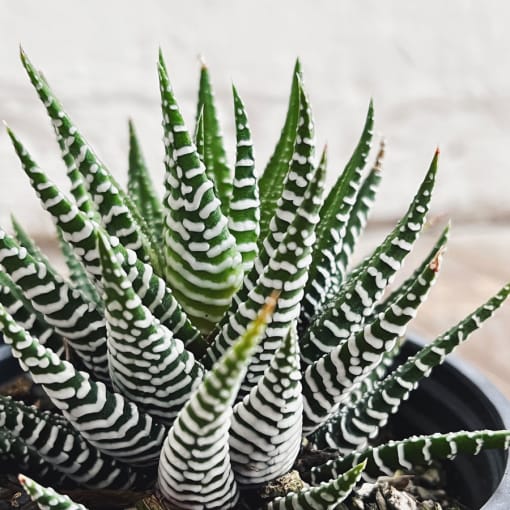 Haworthia Attenuata - Imagen 2